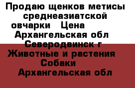 Продаю щенков метисы среднеазиатской овчарки › Цена ­ 2 000 - Архангельская обл., Северодвинск г. Животные и растения » Собаки   . Архангельская обл.